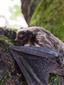 Vespertilio murinus